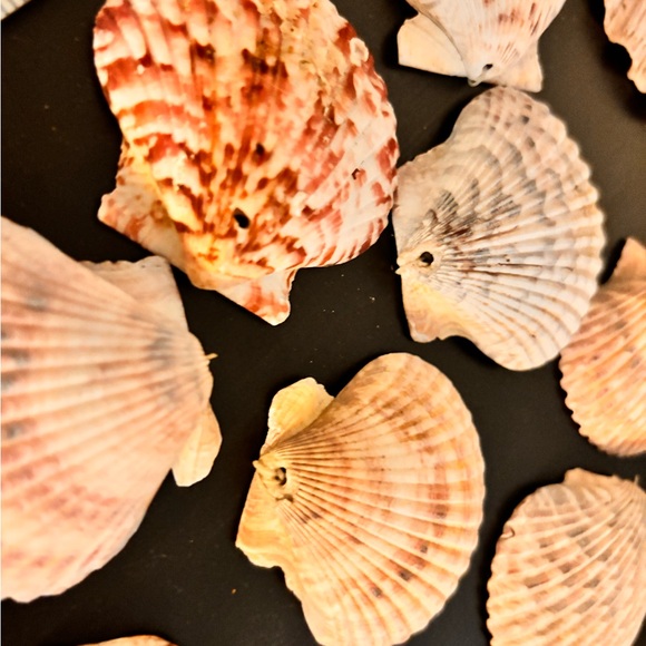 Pre-drilled fancy seashell lot of 17 pieces - Picture 4 of 4